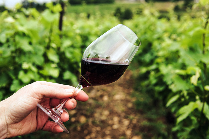 vinos-viniedo